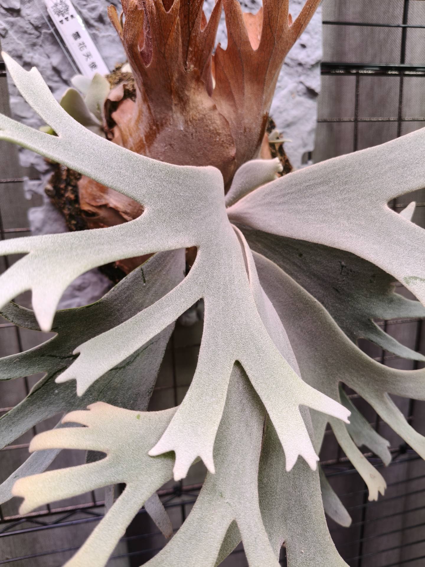 經典神獸 P.willinckii omega from Alan's frens #platycerium