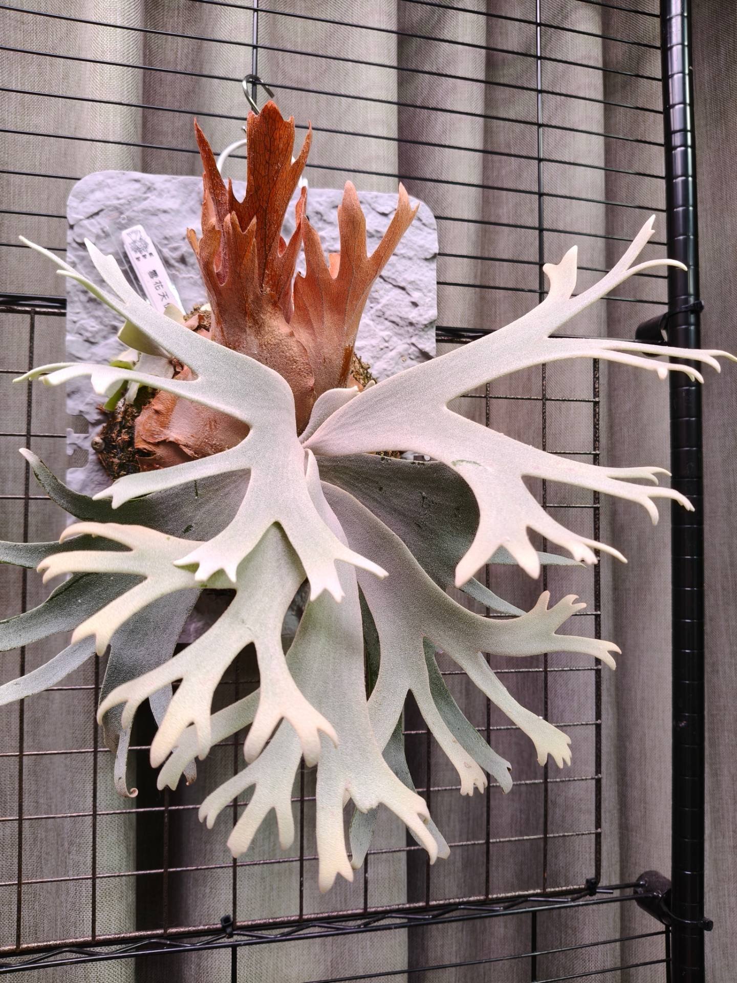 經典神獸 P.willinckii omega from Alan's frens #platycerium