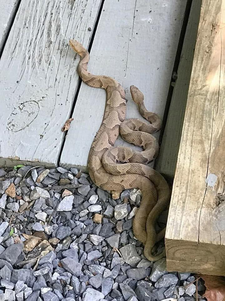 Toolstour - Two beautiful Eastern Copperheads (Agkistrodon contortrix