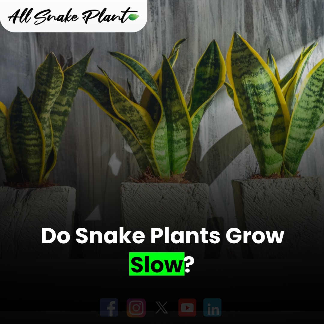 Curated visual reference: Techniques Slow Growing Snake Reference: All Snake Plant