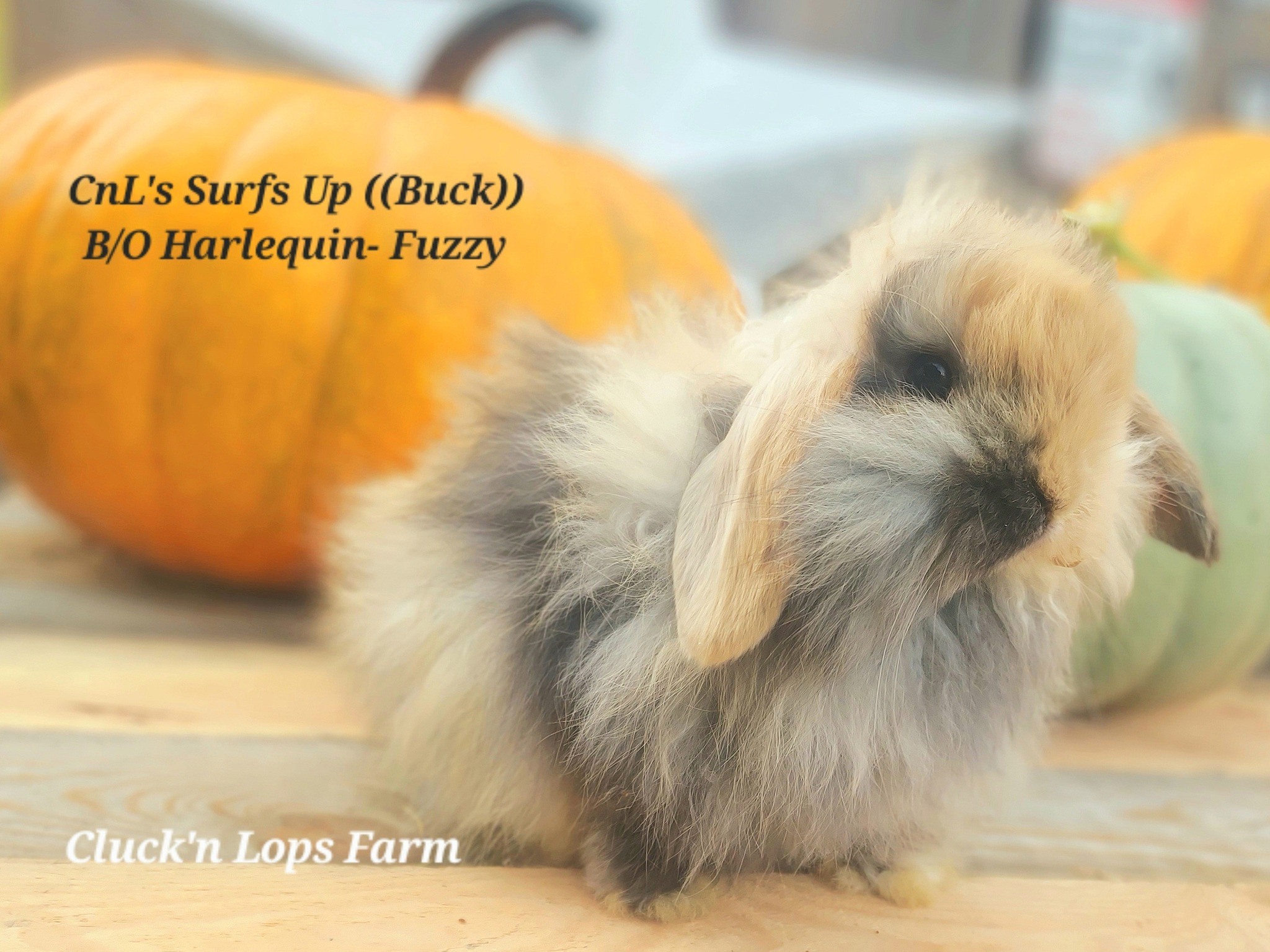 Cluck'n Lops Farm | Moyie Springs ID