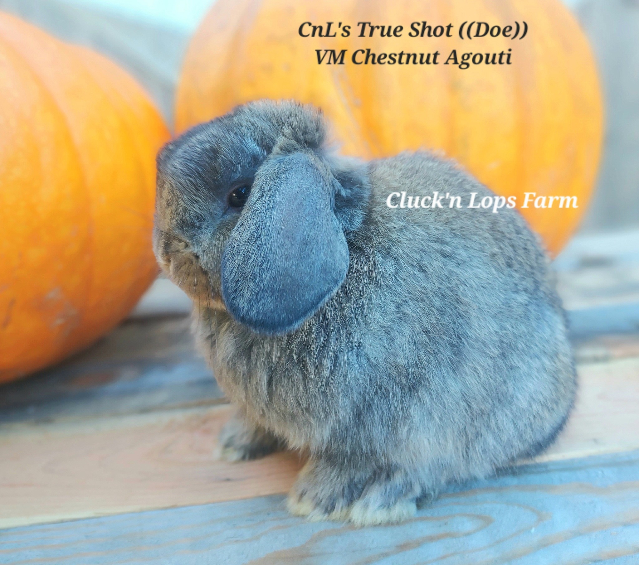 Cluck'n Lops Farm | Moyie Springs ID