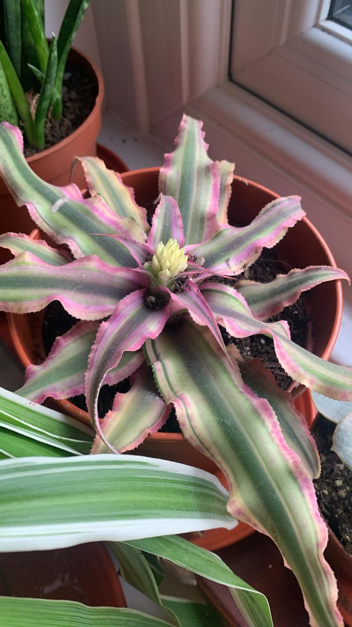 Cryptanthus 'Love Potion # 9' ready to bloom.