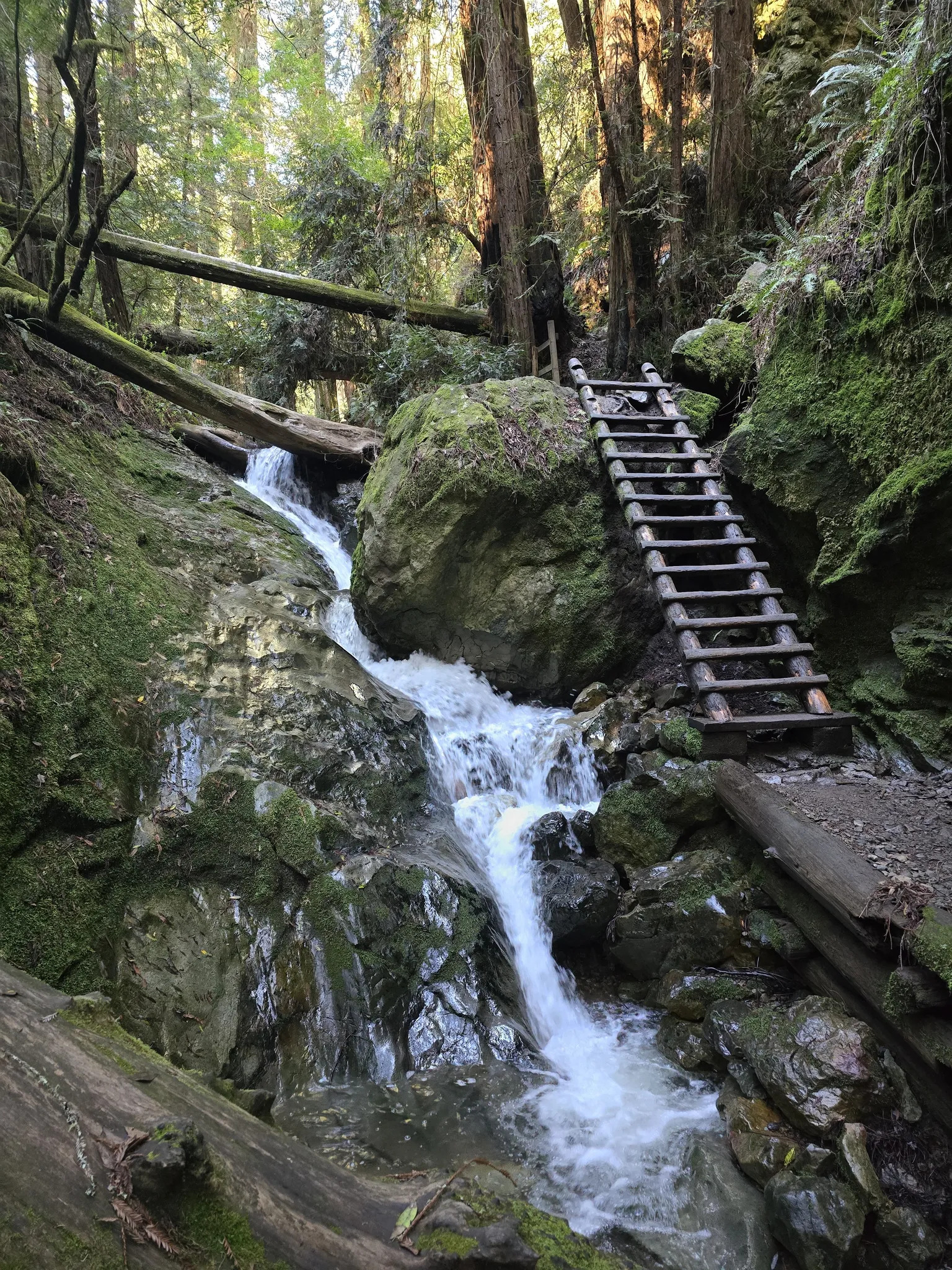 Best of USA - 📍 Steep Ravine, Dipsea, and Matt Davis Loop...