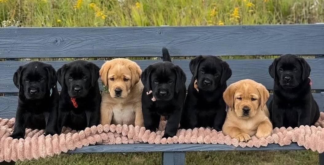 Labrador Retriever’s for Adoption / Rehoming / Rescue | Facebook