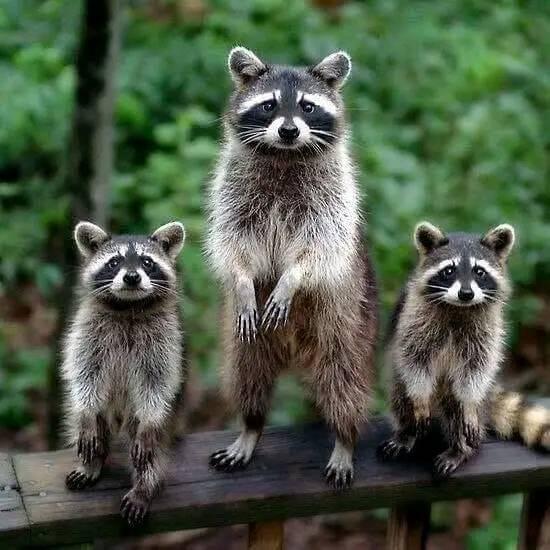 Raccoons Daily Life | Facebook