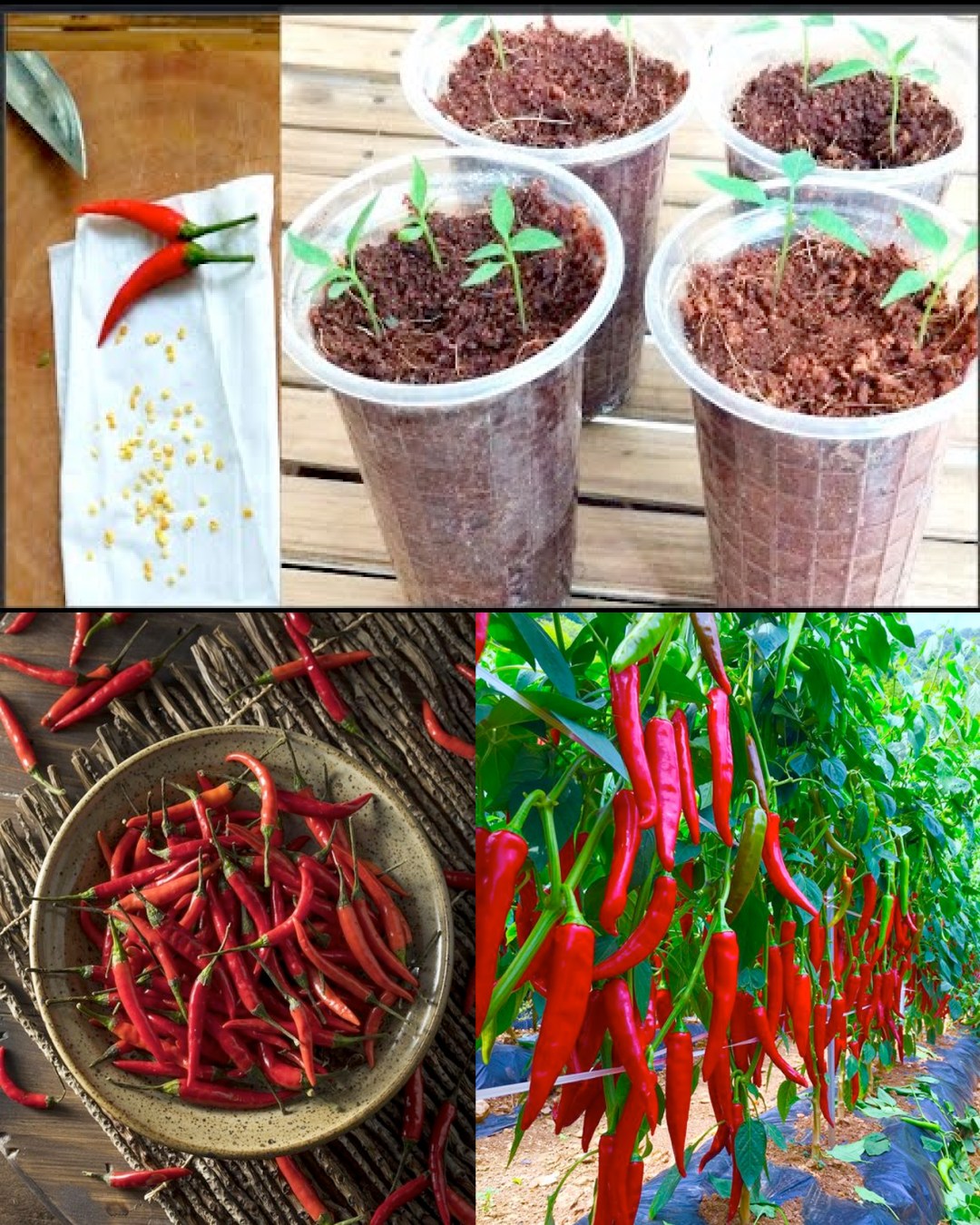 Best - Guide to Cultivating Chillies: Locations, Timing, and Detailed ...