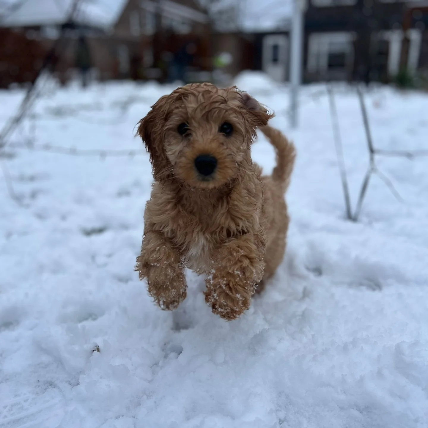 Lou-Lou's Cockapoo Corner | Gorssel