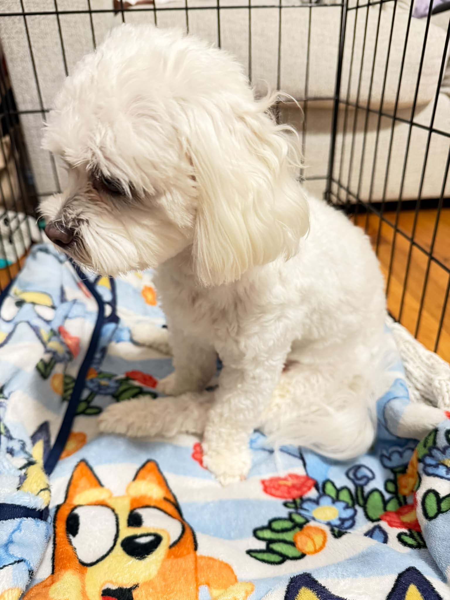 Maltese dog Livvy's IVDD diagnosis and at-home care journey