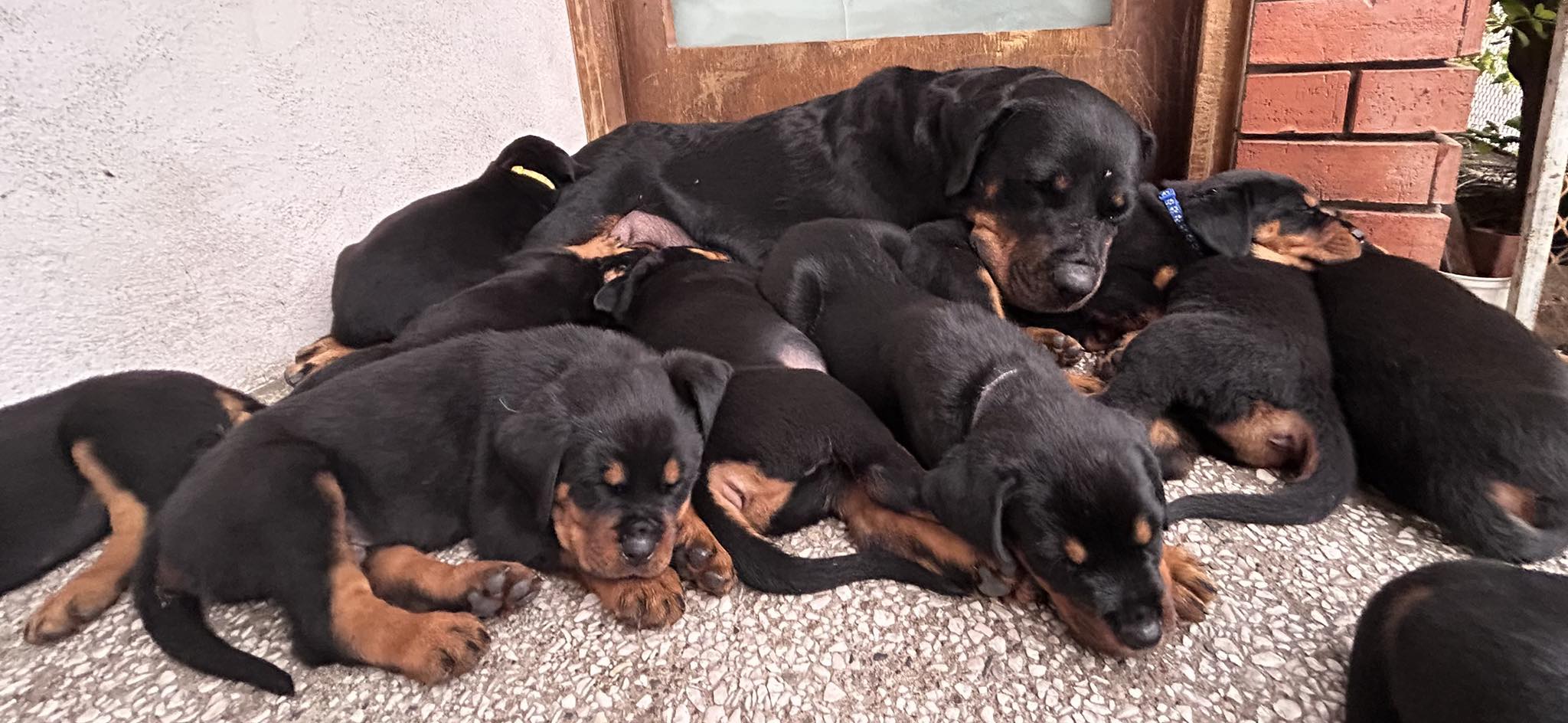 Rottweiler Mexico | Querétaro