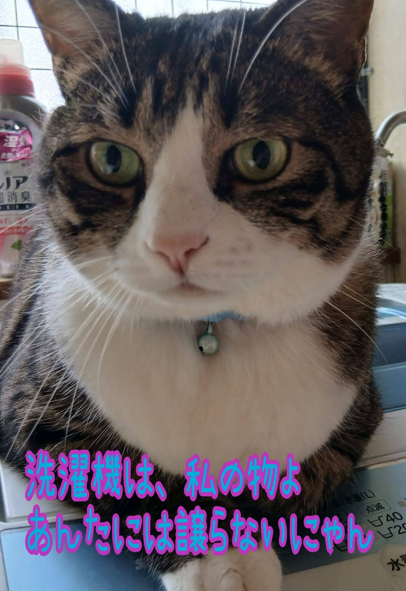 皆様🩷おはようございます。今日は一年前の、はなニャン♥️を投稿致し