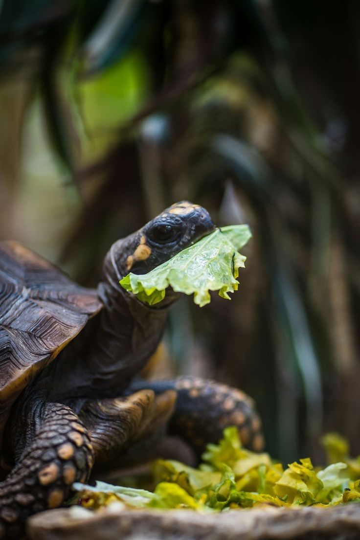 Turtle lovers | Facebook