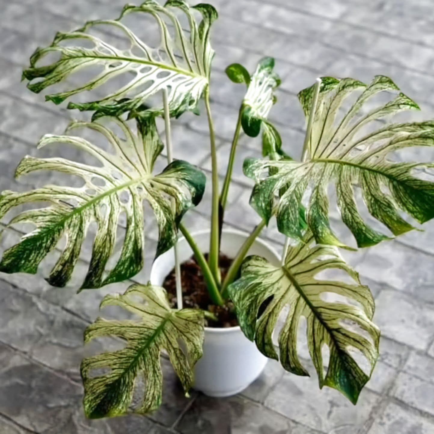 Monstera 'Devil Monster Variegated' rare aroid plant