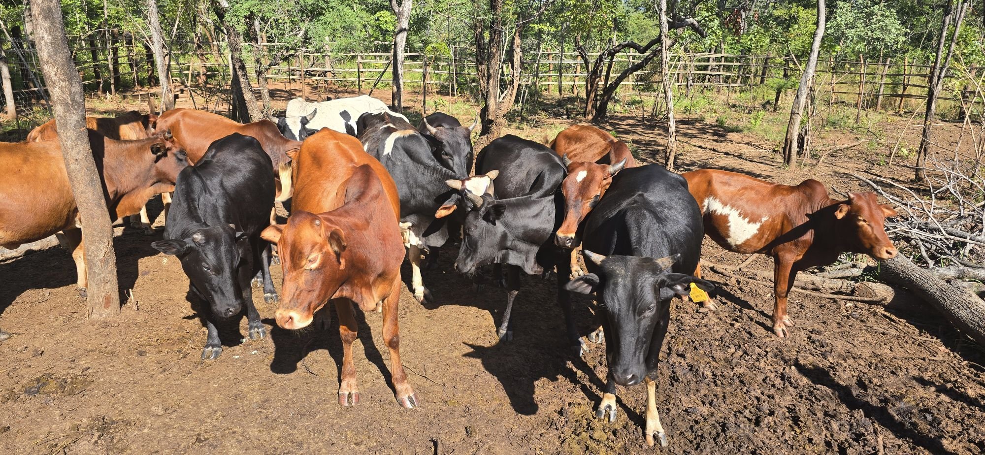 Angoni Breeders