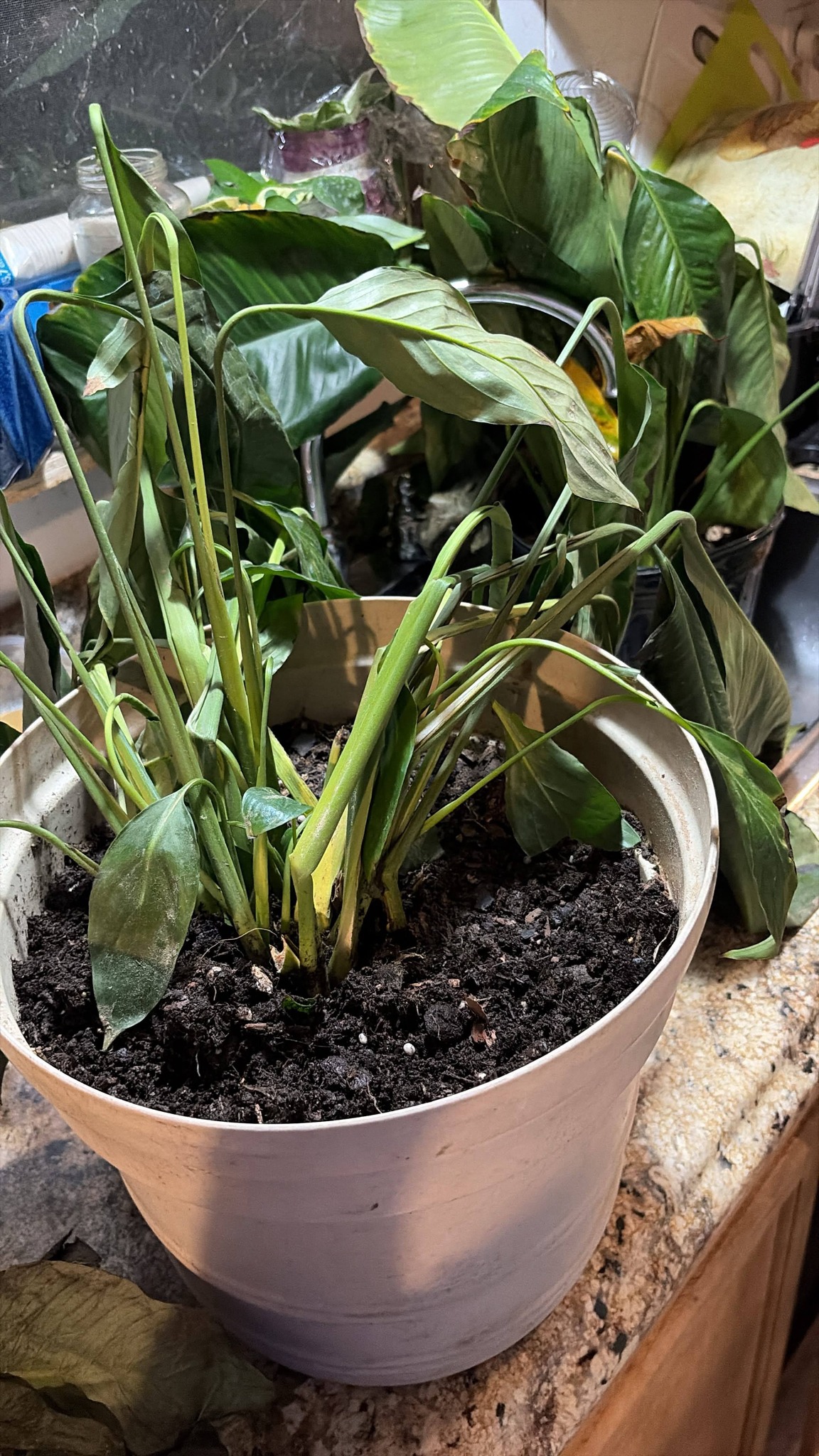 PLANT phaidon 2017年351P カバー角わずかなダメージ I just bought these . How do I save them??