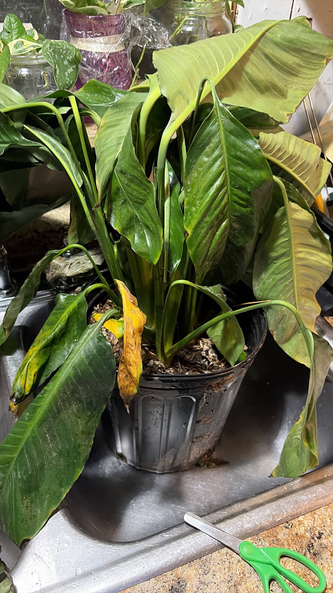 I just bought these . How do I save them??