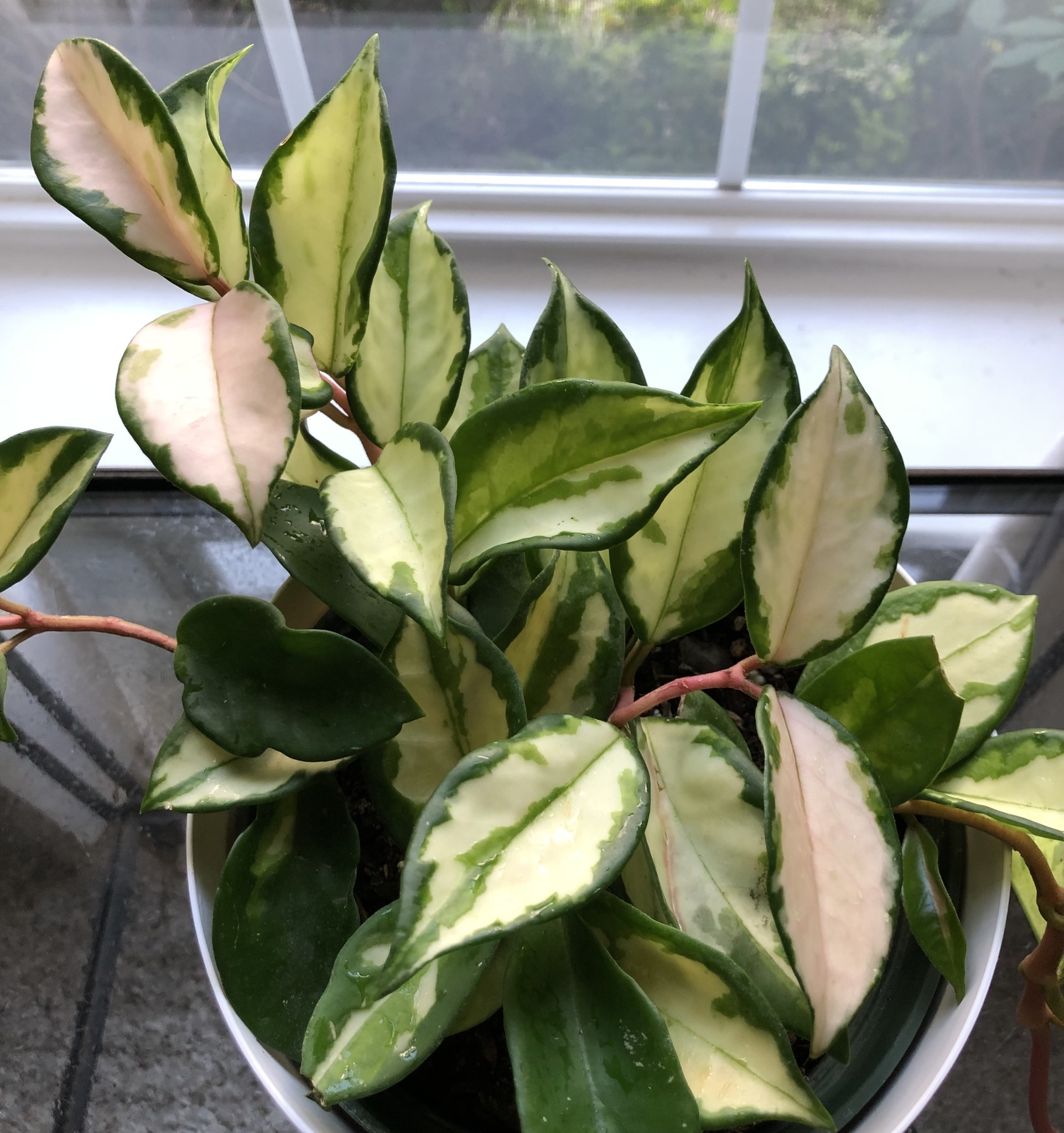 Caring for variegated hoya chinghungensis indoors
