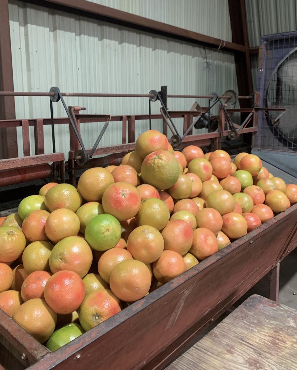 Papa's Fruit | San Benito TX