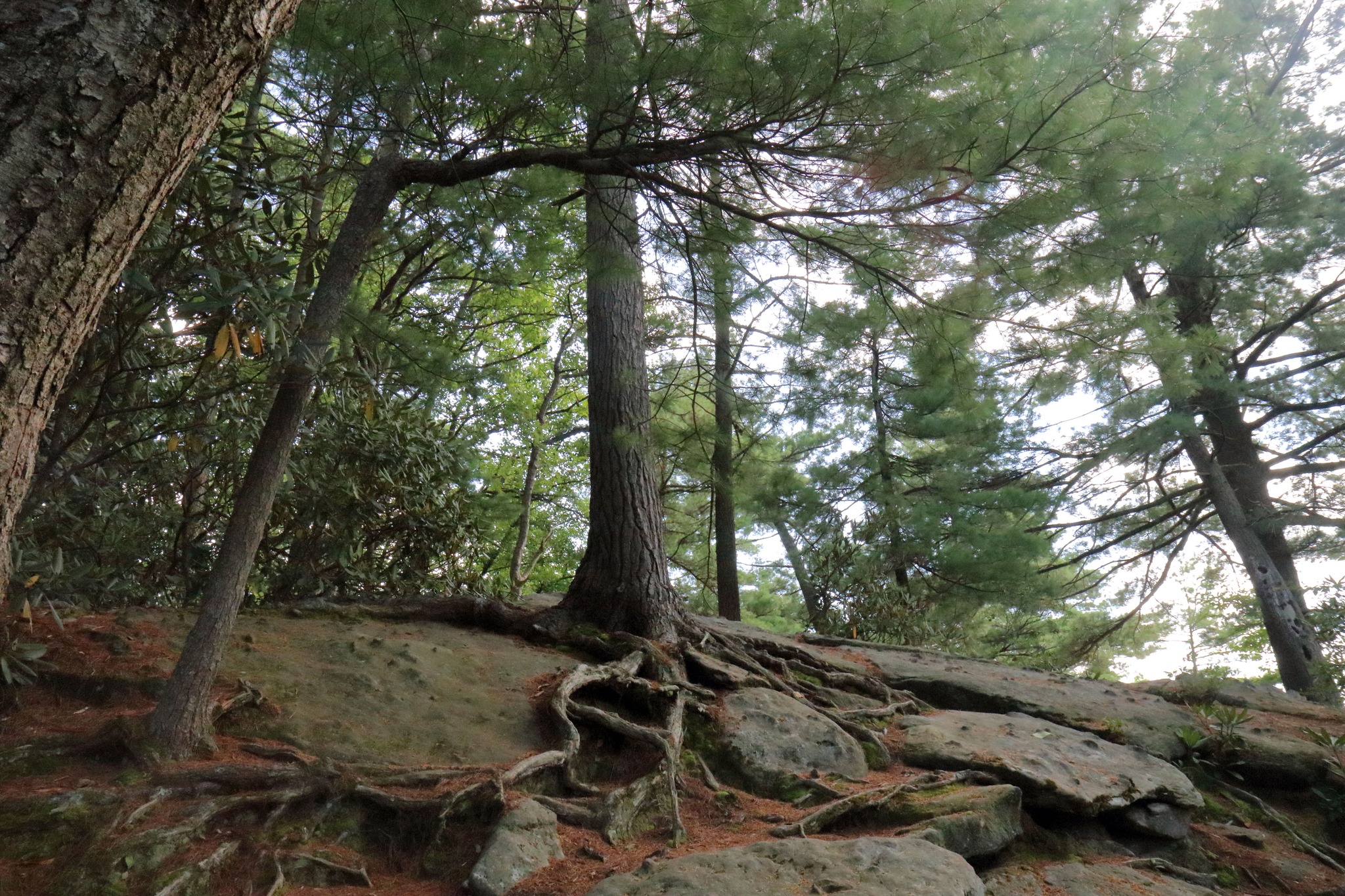 Cook Forest State Park | Cooksburg PA