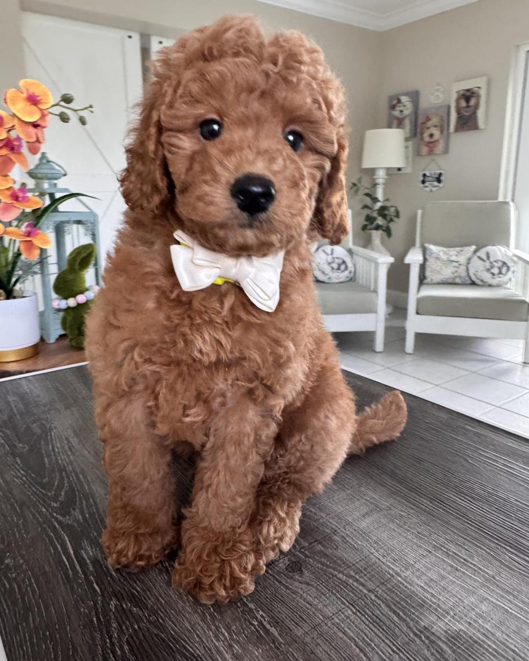 Goldendoodle poppy ranch | Kissimmee FL