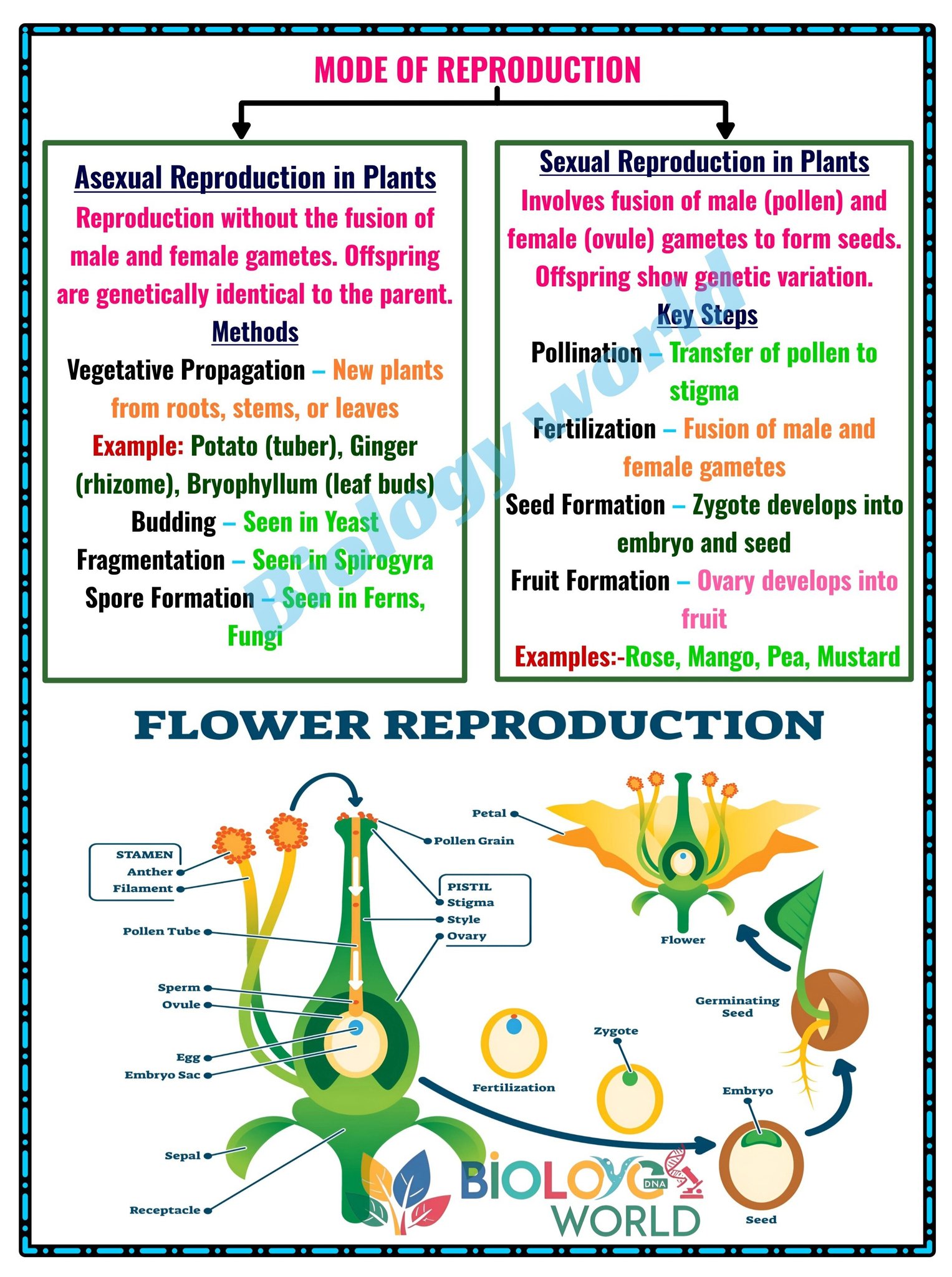 Human Anatomy Group | "Understand all Modes of Reproduction – Asexual ...