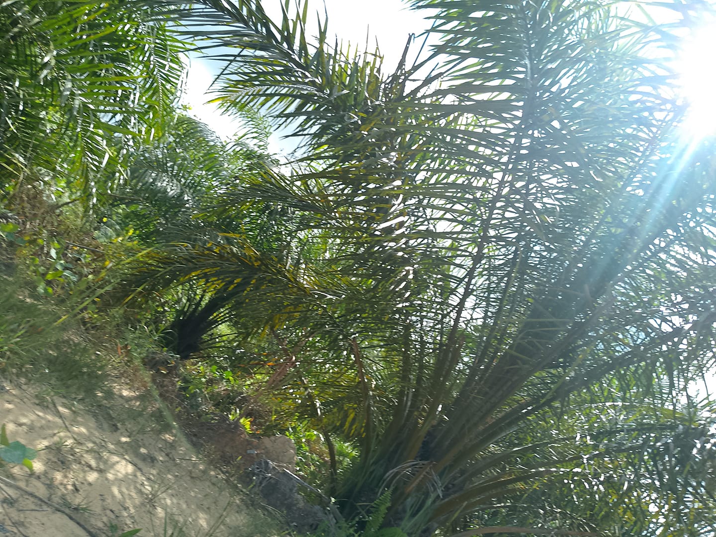 Proses... - Malaysian Palm Oil Green Conservation Foundation | Facebook