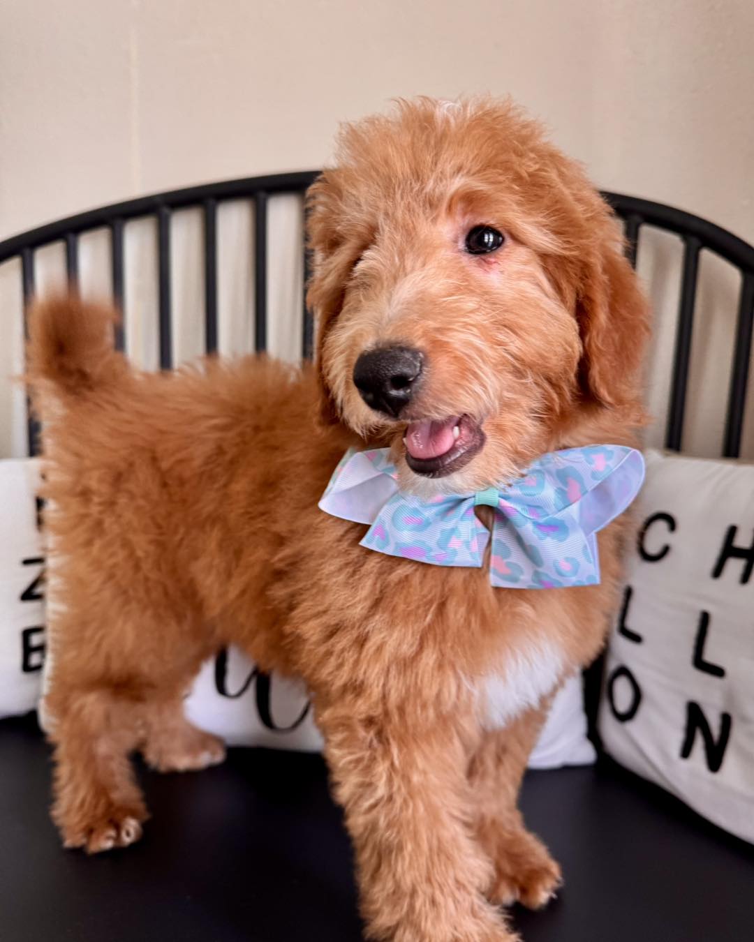 Goldendoodle poppy ranch | Kissimmee FL
