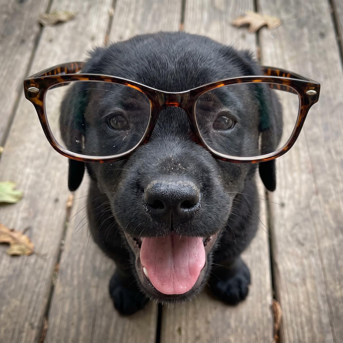 #syntheticperformer #ad #pawmergencypartner https://linktwin.co/oRWRPy ...