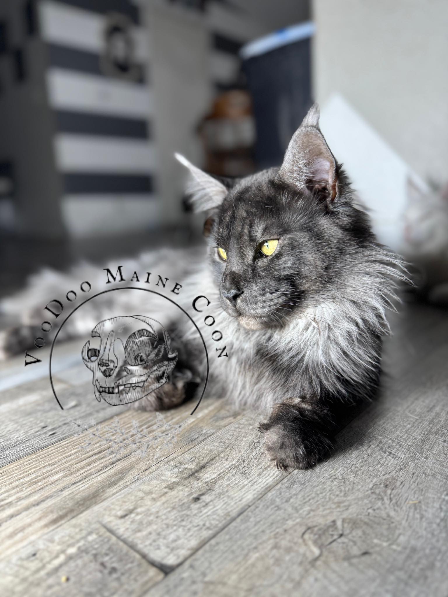 VooDoo Maine Coon Cattery | San Tan Valley AZ