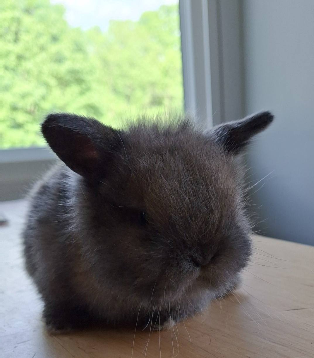 St.Monacella Rabbitry