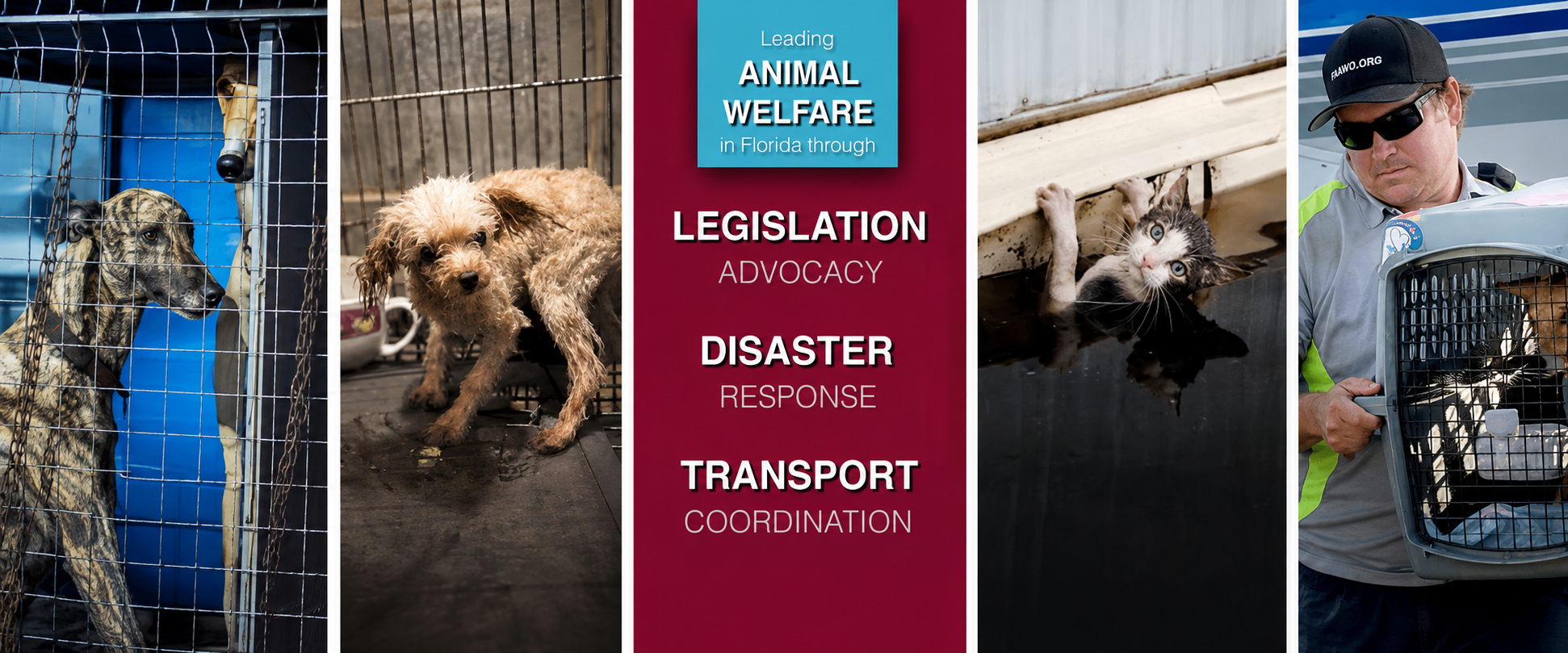 Florida Association of Animal Welfare Organizations