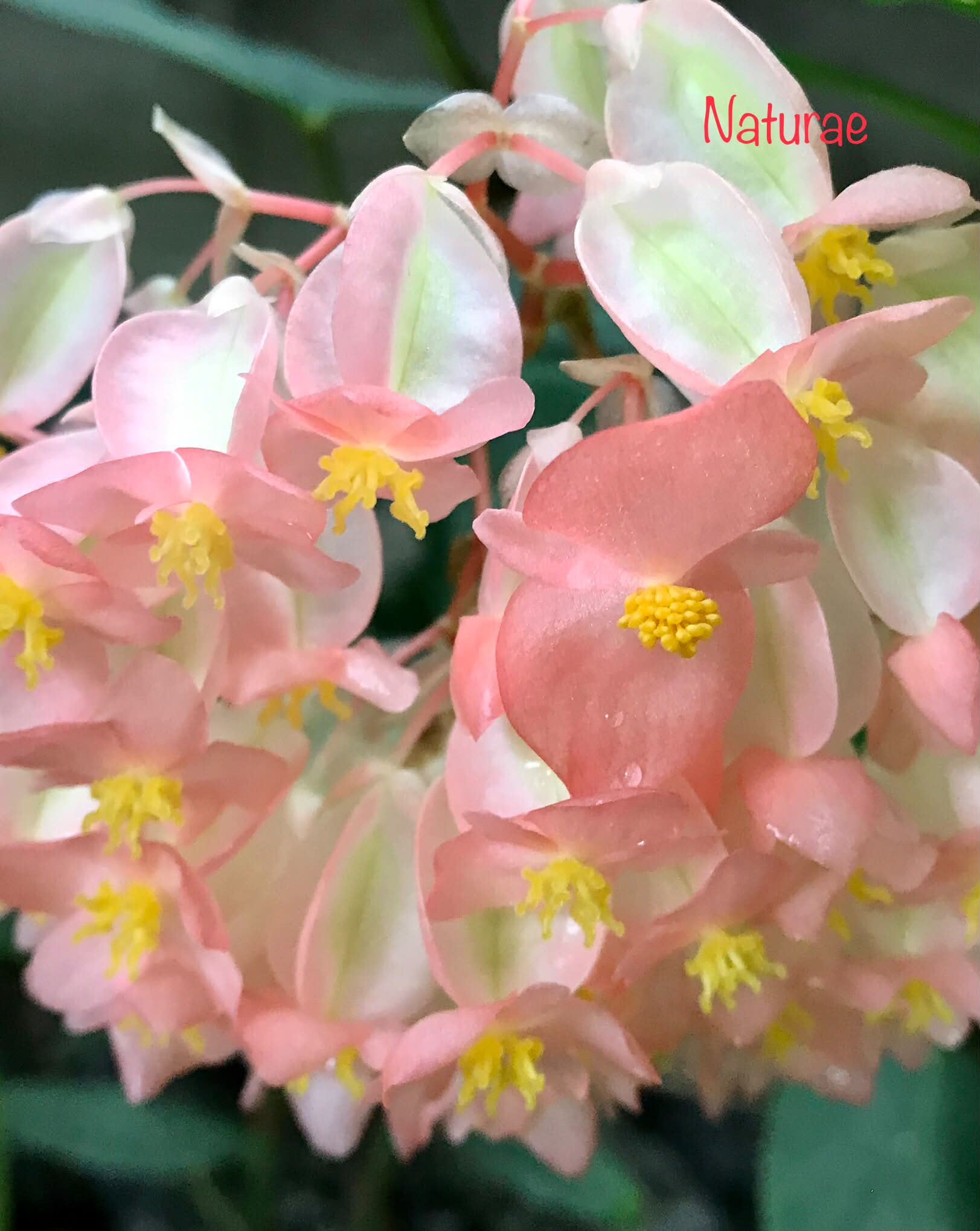 お花大好き♡FLOWER LOVERS♡ | Facebook