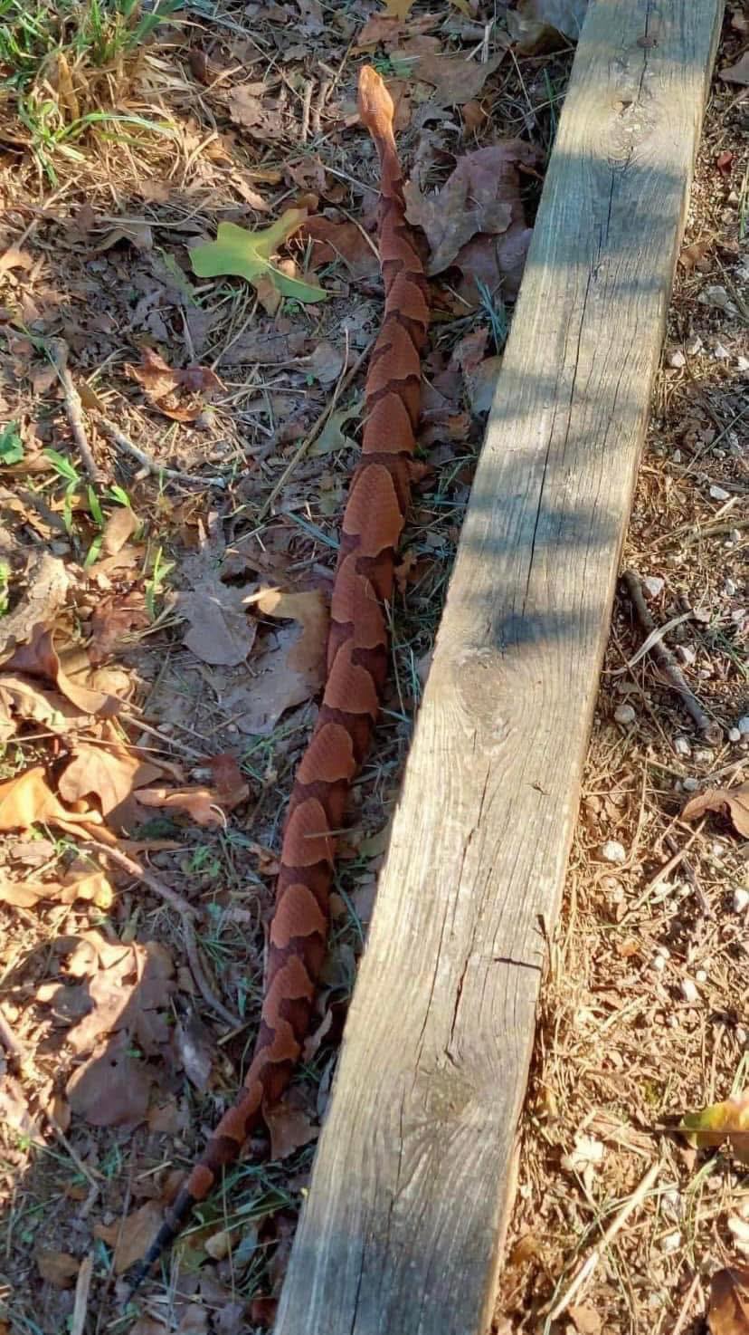 Toolstour - Gorgeous venomous copperhead (Agkistrodon contortrix ...