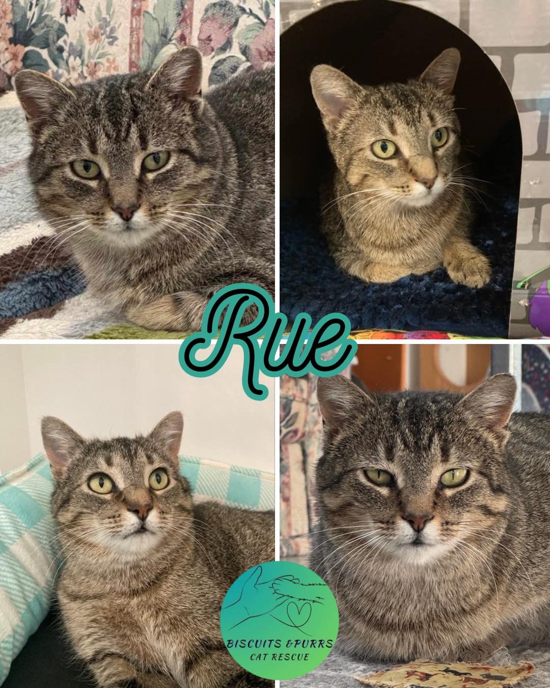 📍 🏠 🚙 You’ll find Rue at... - Biscuits & Purrs Cat Rescue | Facebook