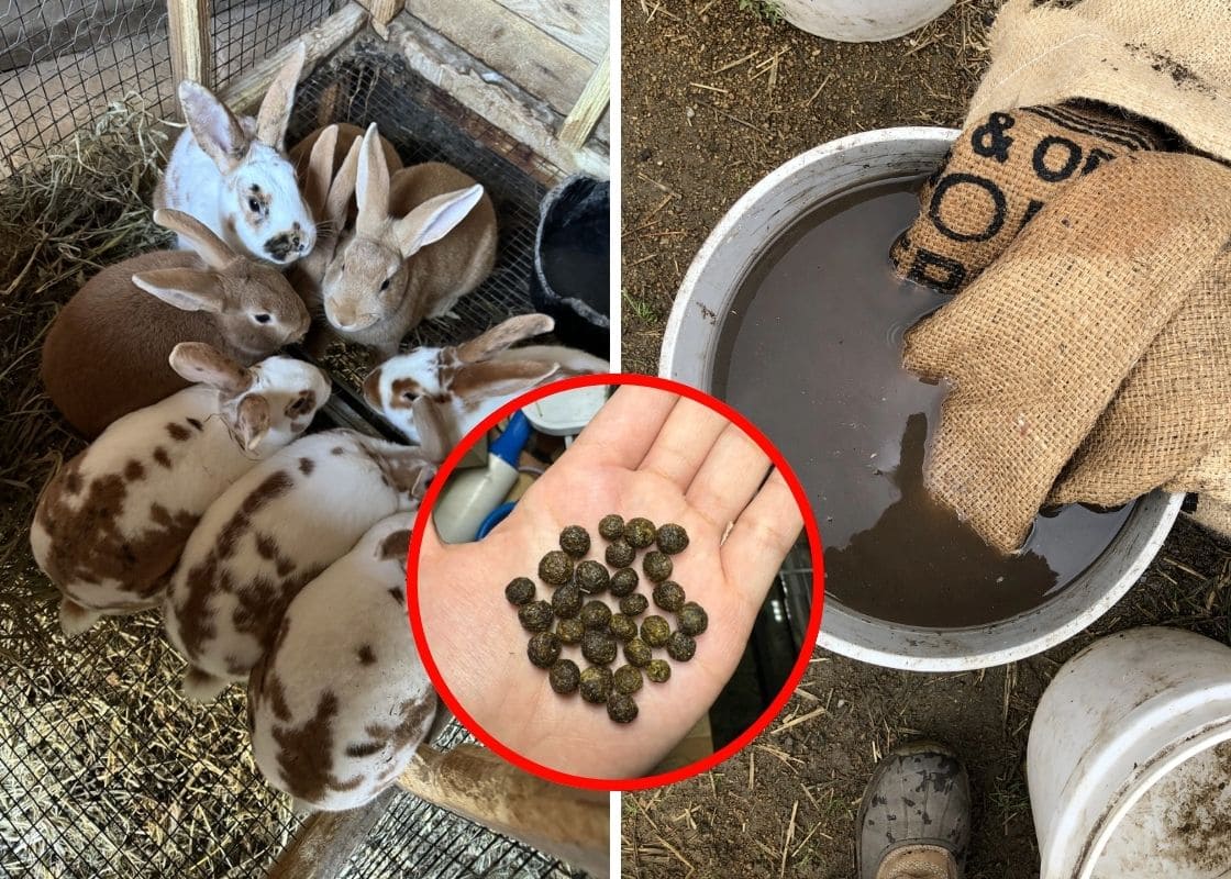 Garden - Discover the garden’s best-kept secret! 🐇🌿 Rabbit poop is a ...