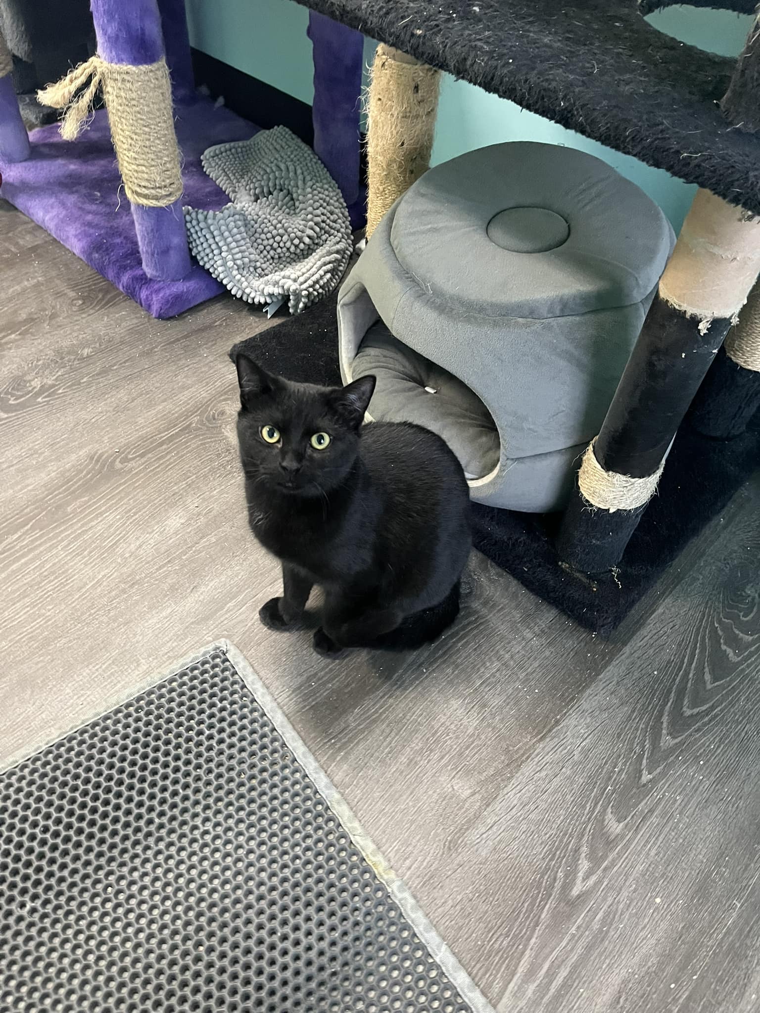 Pet Sitting by Kristina | Rochester NY