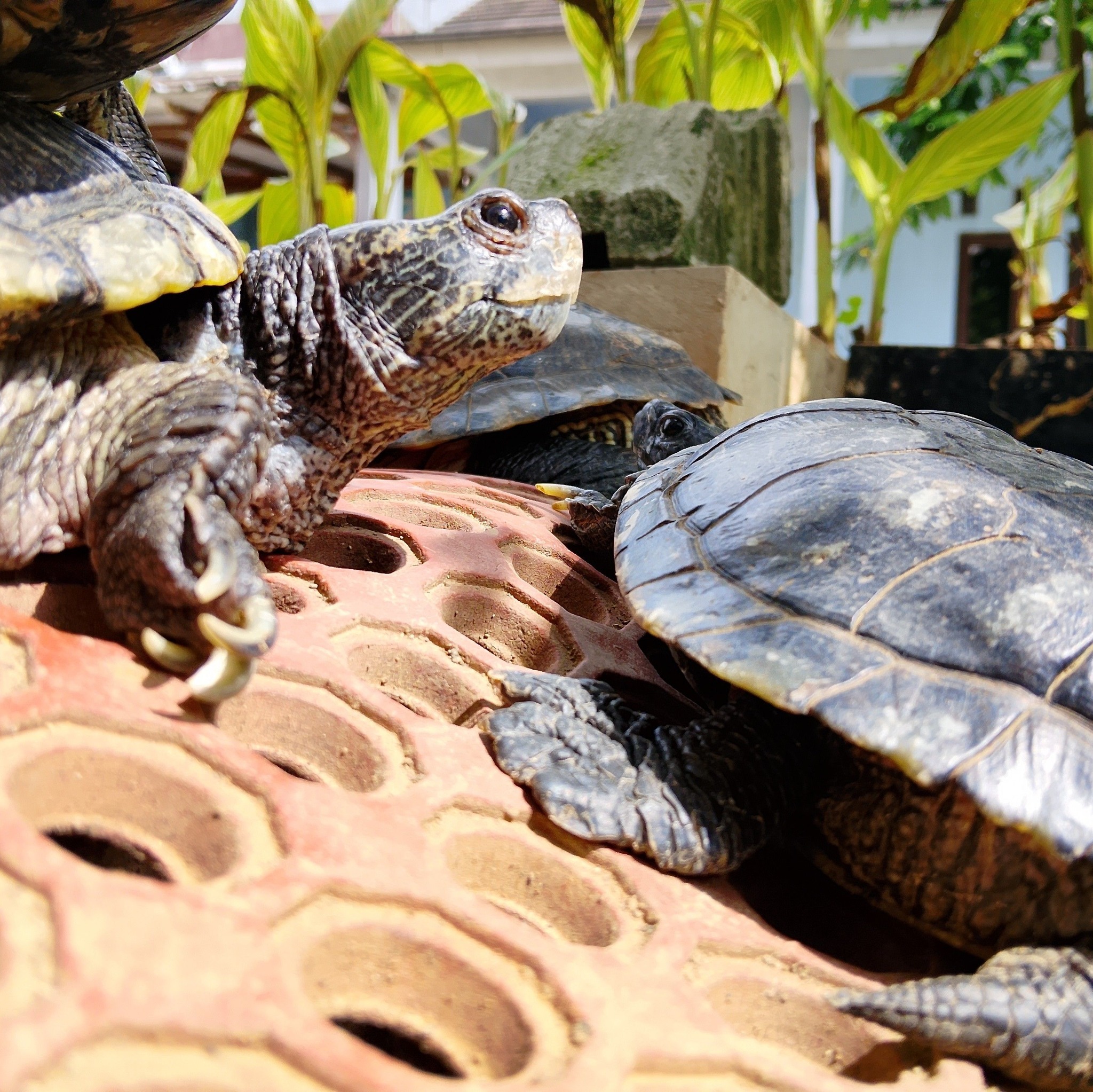 Female red eared slider turtle #turtle #redearedslider #kachua # ...