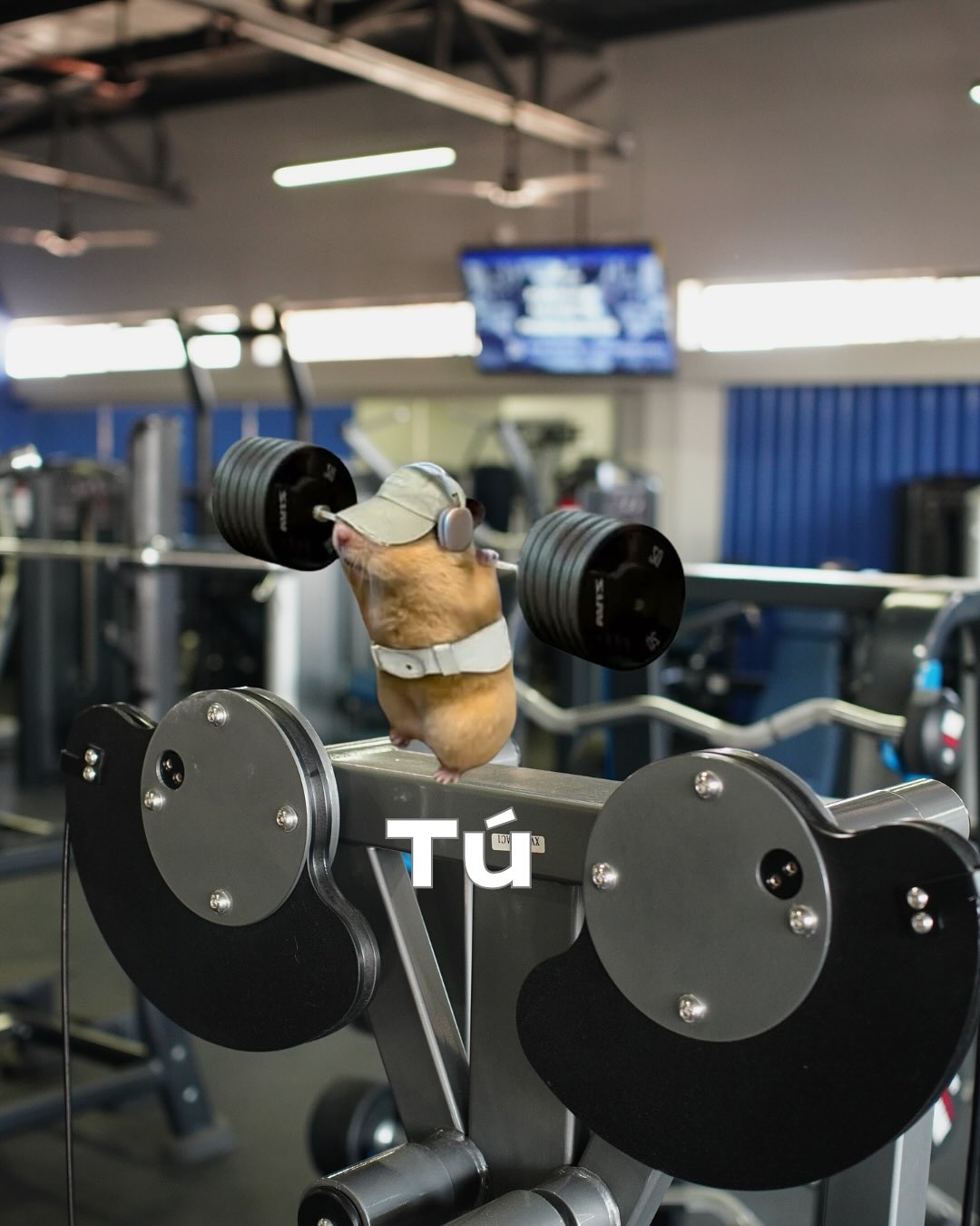 Iconic Fitness LAB | Saltillo