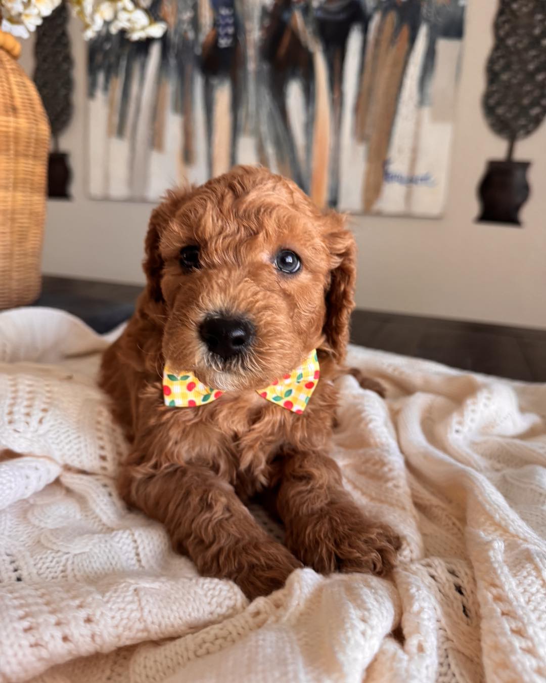 Goldendoodle poppy ranch | Kissimmee FL