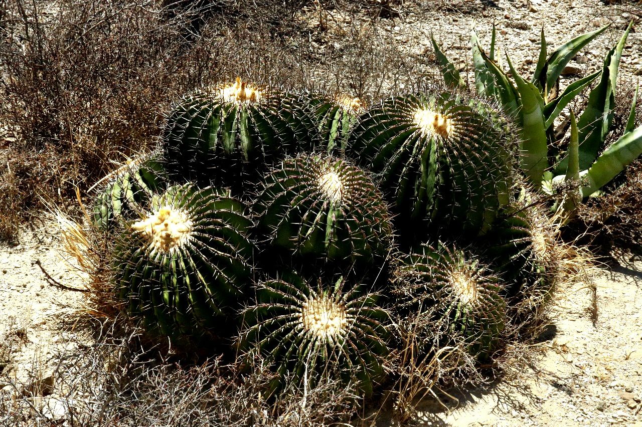 This cactus species (Myrtillocactus schenckii) is often found