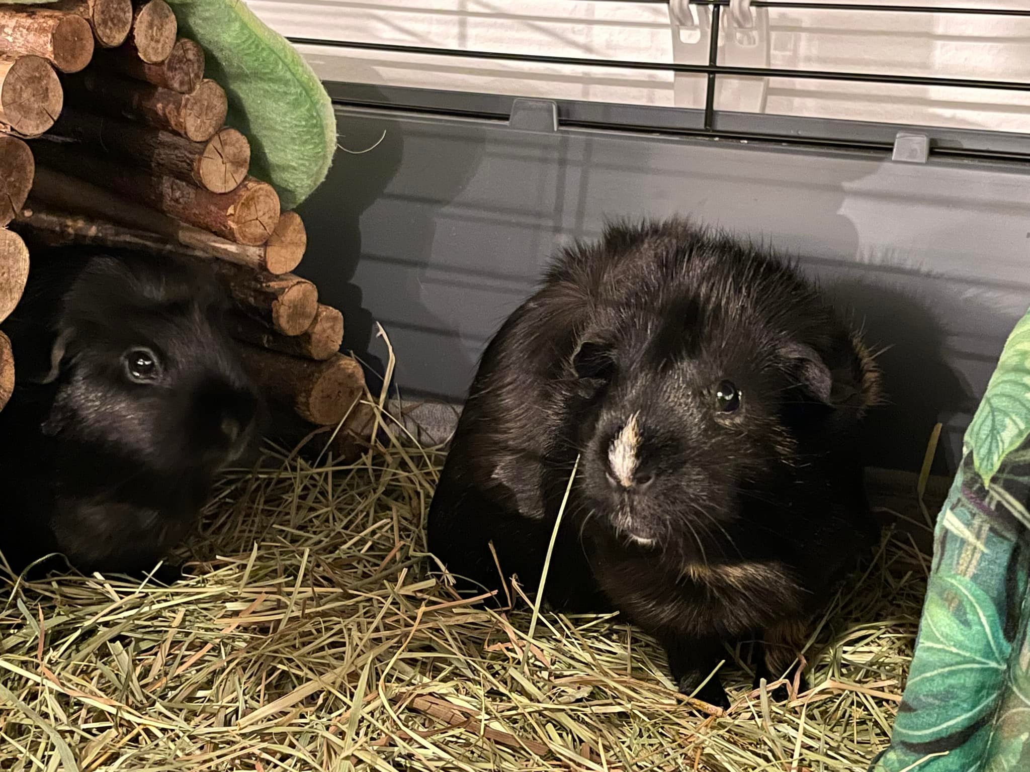 Little Pigs - Guinea Pig Boarding | Heanor