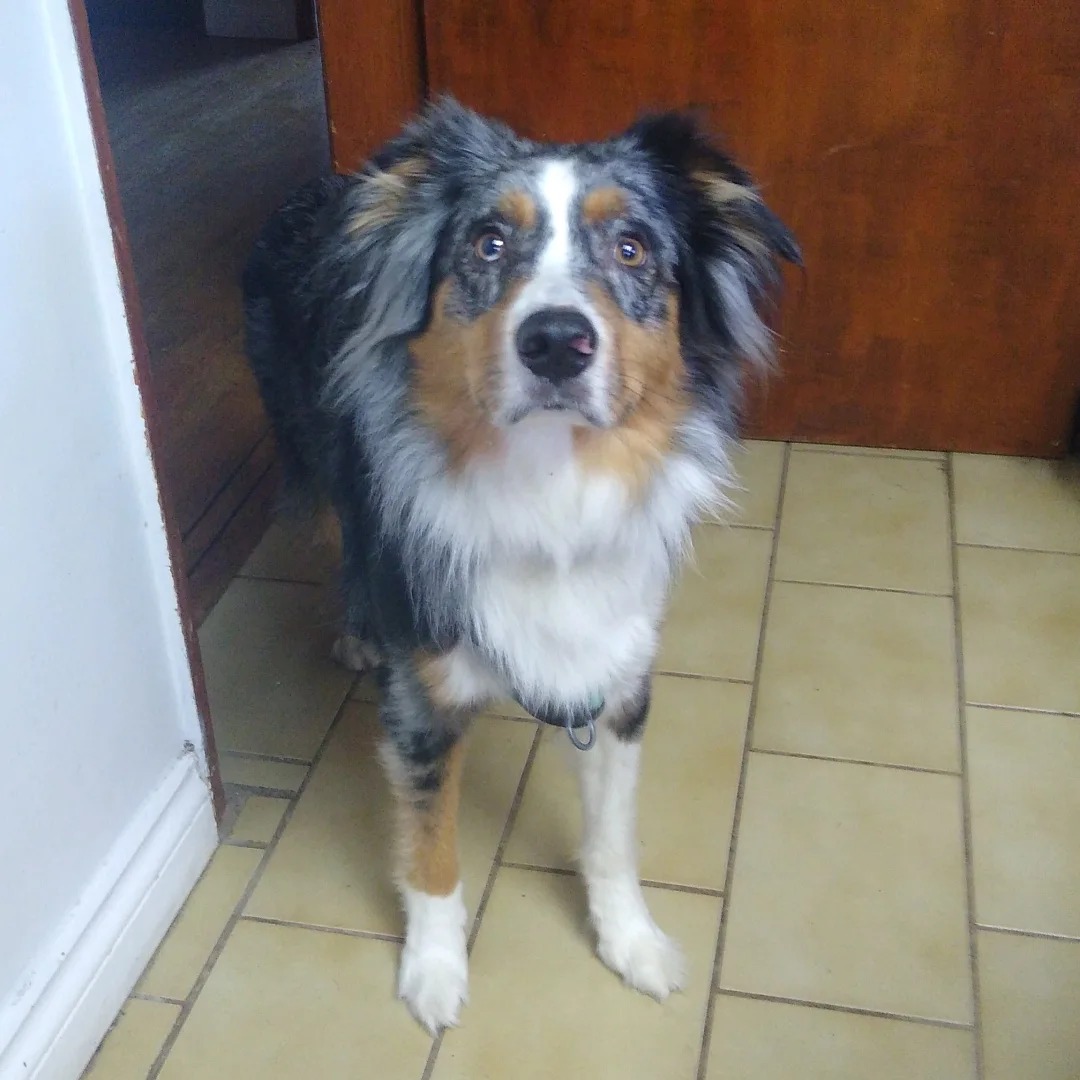 4D Dog Care Vancouver | Vancouver BC