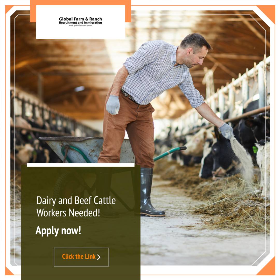 Warren - 🐄Love working with cattle? Canada’s dairies are hiring Dairy ...