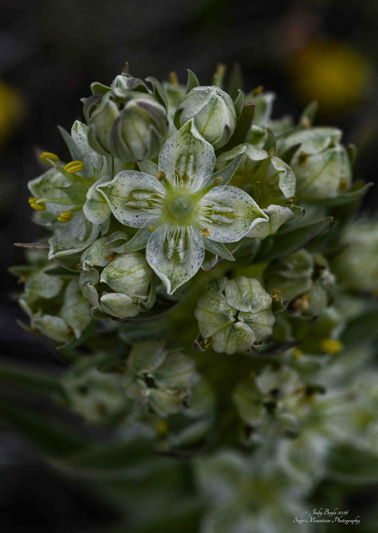 Montana's high country Old Man of the Mountain flowers