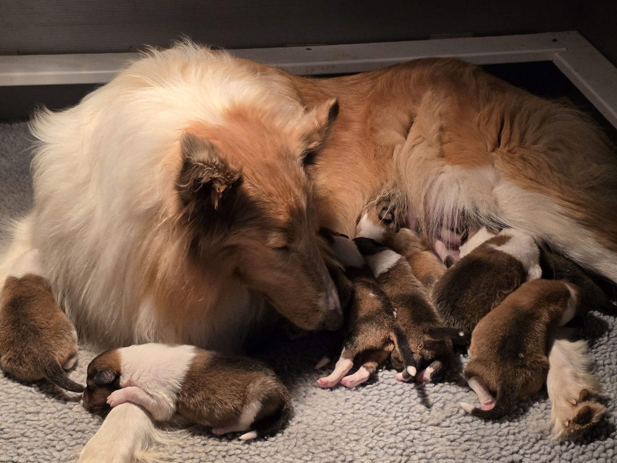 Garlind Ridge Collies added a new... - Garlind Ridge Collies