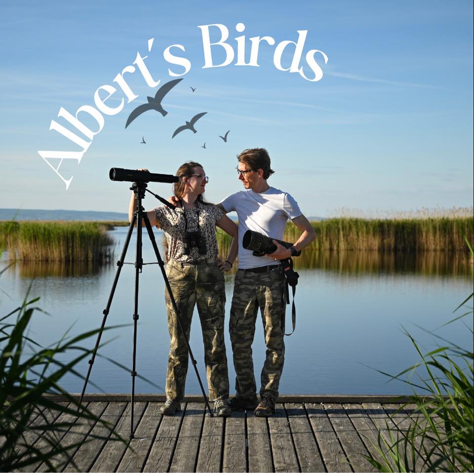 Albert's Birds