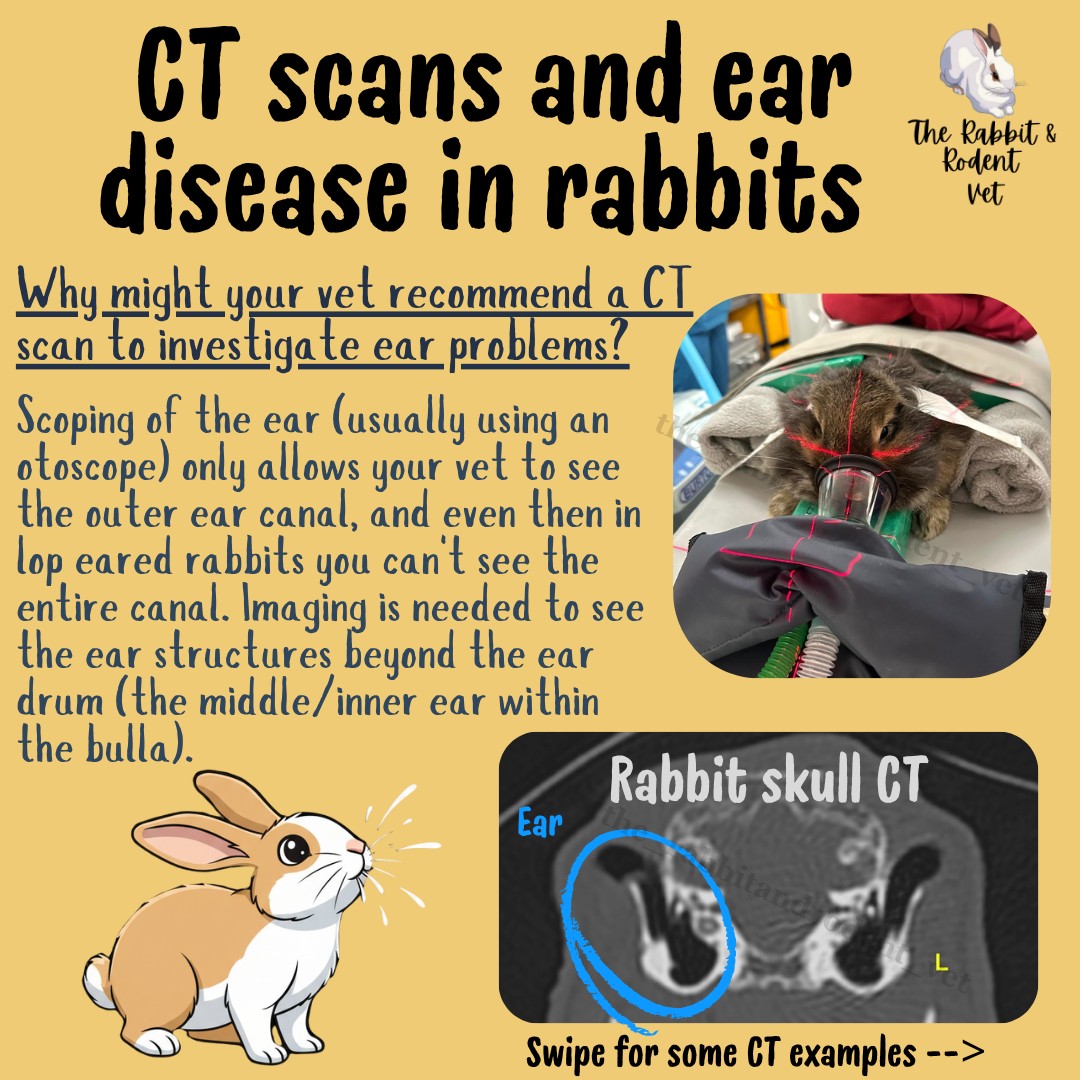 🐰 CT scans and ear disease in... - The Rabbit & Rodent Vet | Facebook