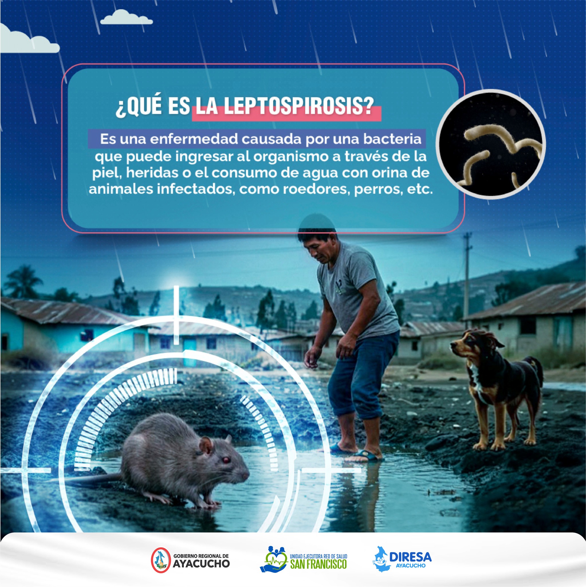 U.E. - 🐀 ¡Cuidado con la leptospirosis! ☝️Es una enfermedad que se ...