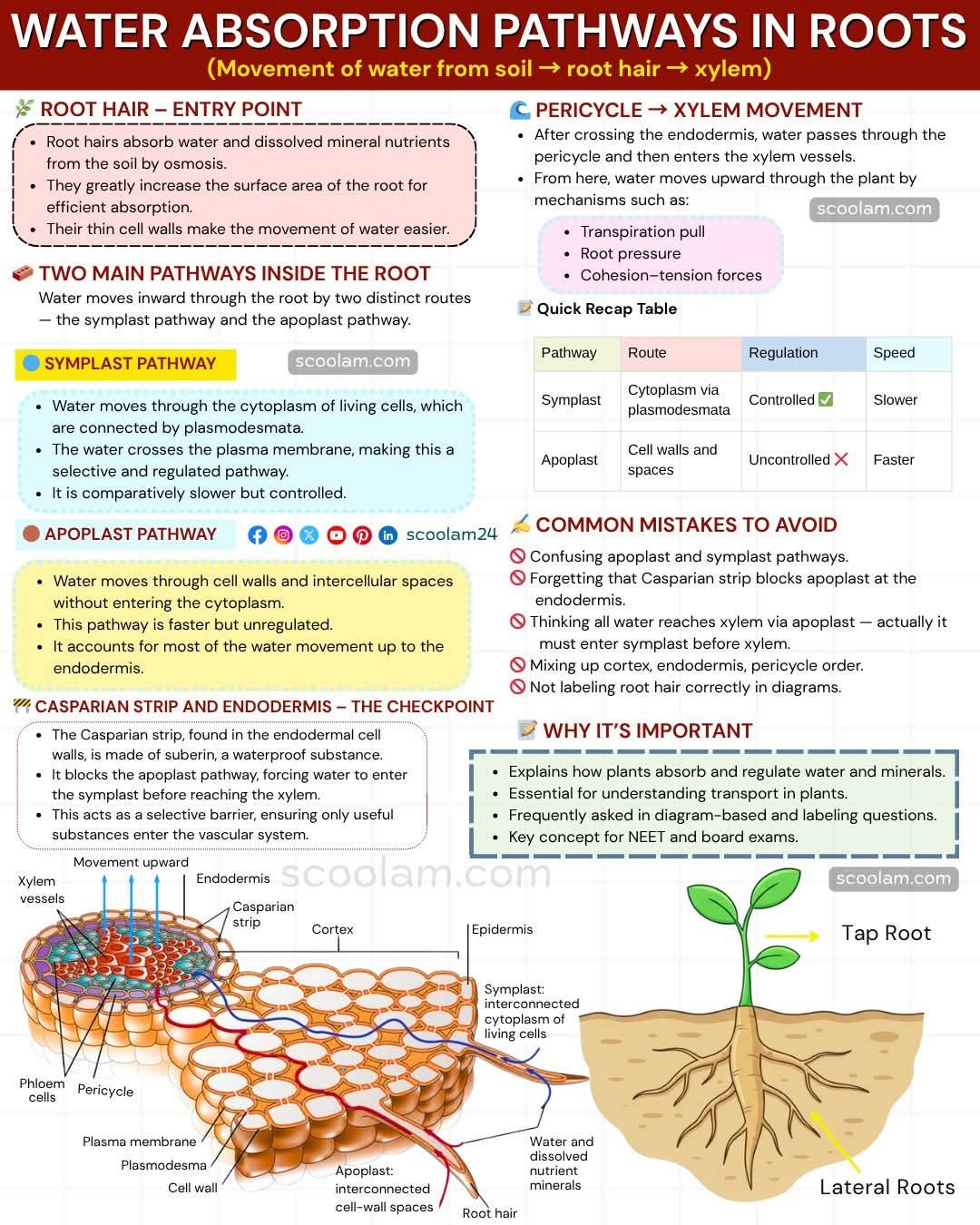 🌿 WATER ABSORPTION PATHWAYS IN ROOTS | Facebook