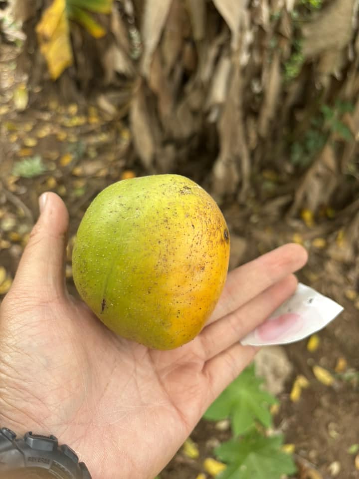 What is the ID of this fruit?